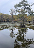 Caddo Lake State Park