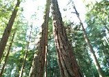 Tall Trees Park