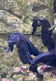 SEA LIFE Oberhausen