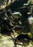 SEA LIFE Oberhausen