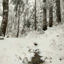 Dog Mountain Viewpoint