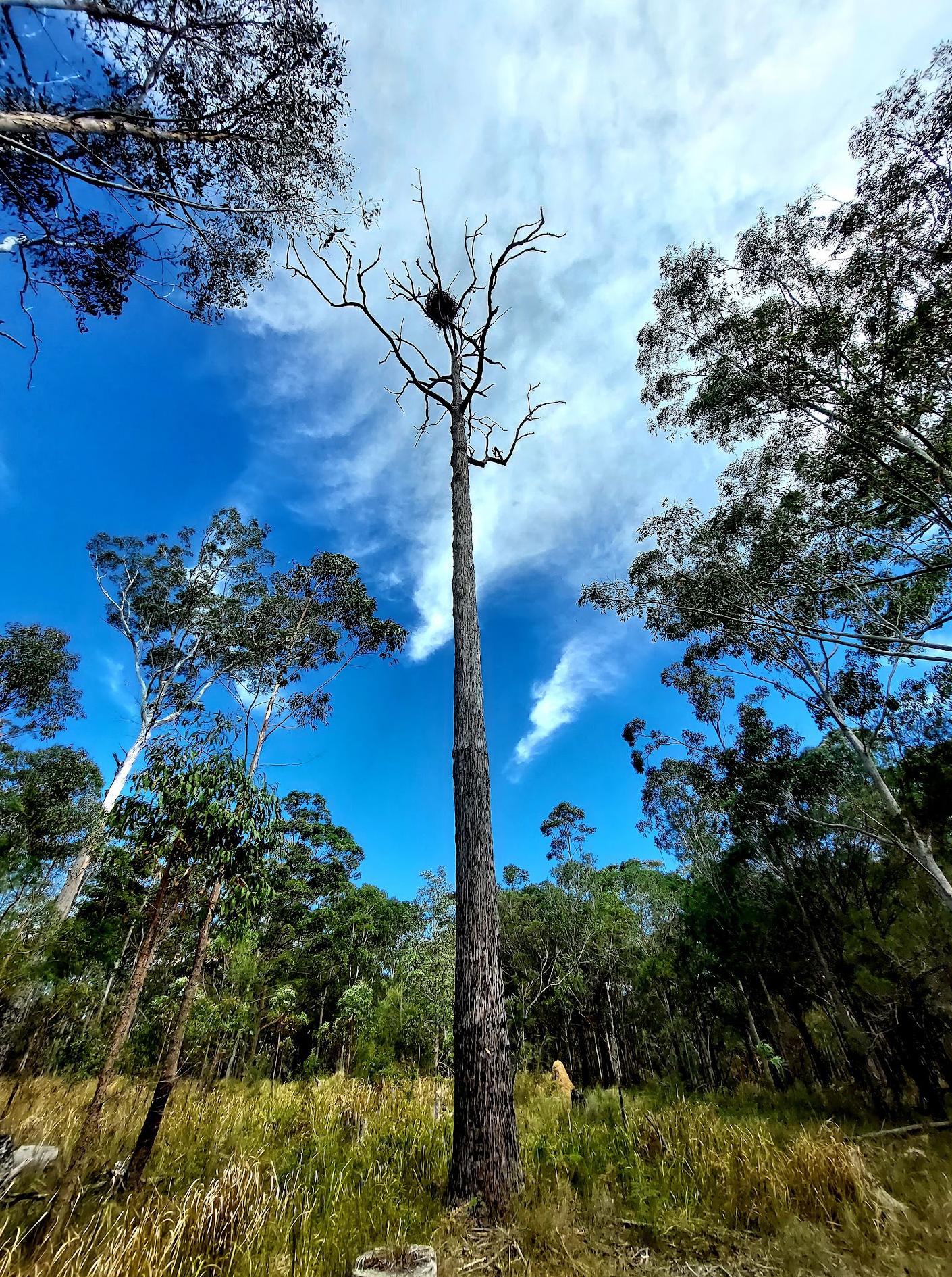 Nambucca state forest