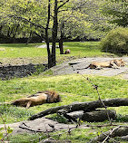 African Lions at Bronx Zoo