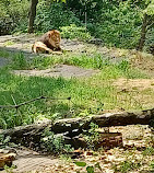 African Lions at Bronx Zoo