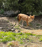 African Lions at Bronx Zoo