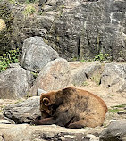 African Lions at Bronx Zoo