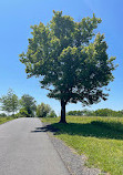 North Mount loretto State Forest parking area