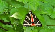 Butterflies Valley Parking