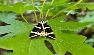 Butterflies Valley Parking