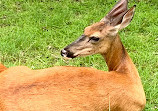 Thompson Park Zoo