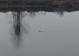 Cheadle Lake Park