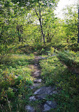 Walker's Point Lookout Trail