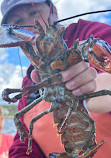 Rugosa Lobster Tours