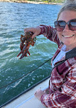 Rugosa Lobster Tours