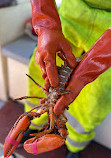 Rugosa Lobster Tours