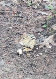 Walden Pond State Reservation