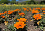 Botanischer Garten Solingen