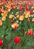 Botanischer Garten Solingen