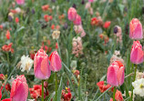 Botanischer Garten Solingen