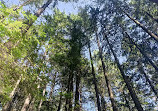 Lynn Canyon Park East Parking Lot