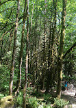 Lynn Canyon Park East Parking Lot