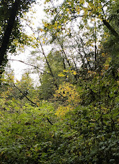 Lynn Canyon Park East Parking Lot