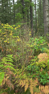 Lynn Canyon Park East Parking Lot