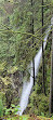 Lynn Canyon Suspension Bridge