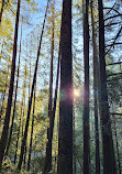 Lynn Canyon Suspension Bridge