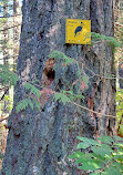 Lynn Canyon Suspension Bridge