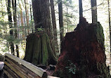 Lynn Canyon Suspension Bridge