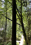 Lynn Canyon Suspension Bridge