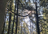 Lynn Canyon Suspension Bridge