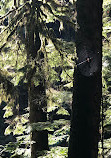 Lynn Canyon Suspension Bridge