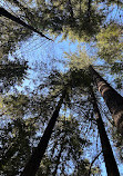 Lynn Canyon Suspension Bridge