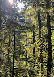 Lynn Canyon Suspension Bridge