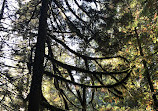 Lynn Canyon Suspension Bridge