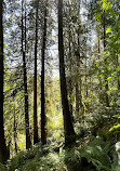 Lynn Canyon Suspension Bridge