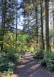 Lynn Canyon Suspension Bridge