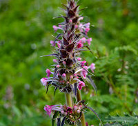 Valley of Flowers National Park