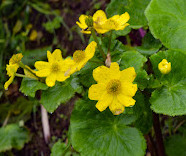 Valley of Flowers National Park