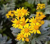 Valley of Flowers National Park