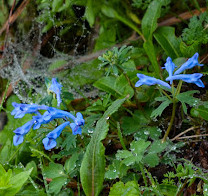 Valley of Flowers National Park