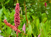 Valley of Flowers National Park