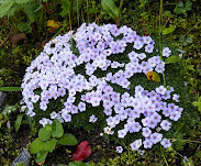 Valley of Flowers National Park