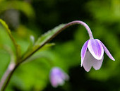 Valley of Flowers National Park