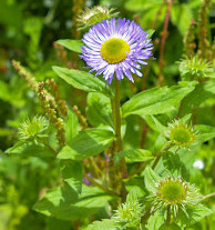 Valley of Flowers National Park