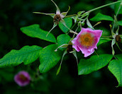 Valley of Flowers National Park