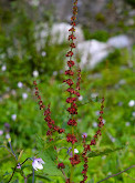 Valley of Flowers National Park