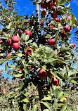 The Orchard at Doc Waters Cidery